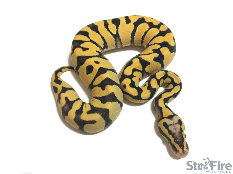 Enchi Firefly Desert Ghost