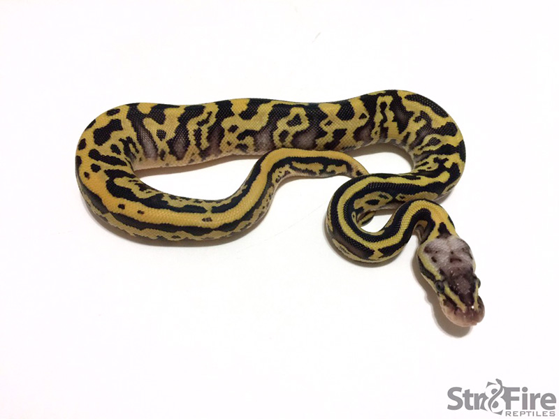 Enchi Firefly Leopard