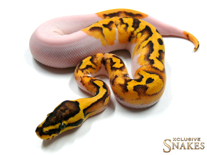 Enchi Firefly Pied