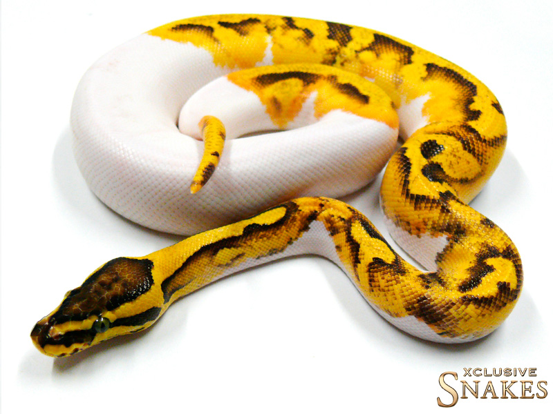 Enchi Firefly Pied