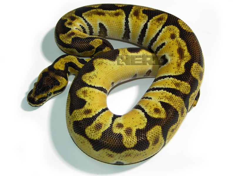 Enchi Genetic Black Back