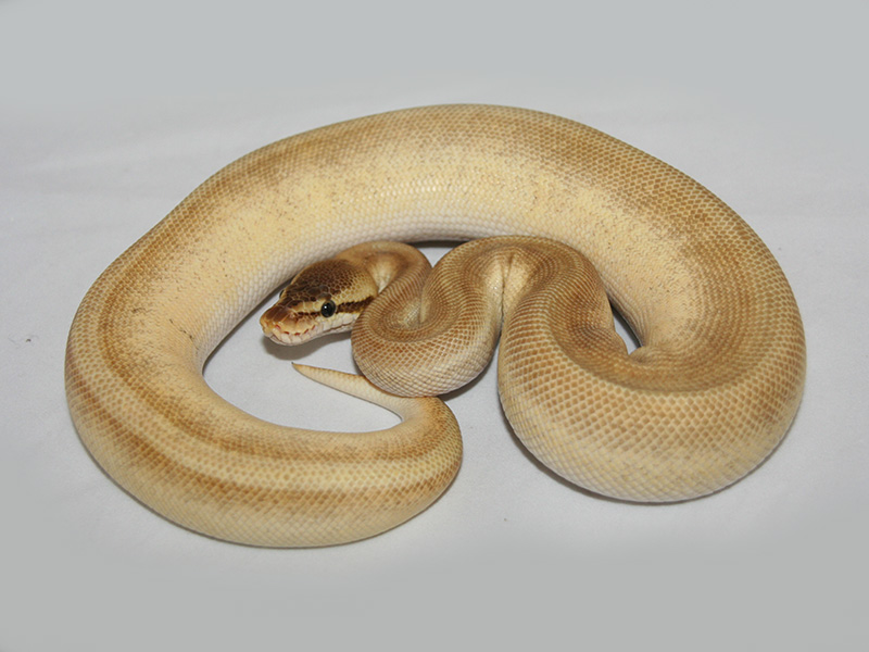 Enchi Genetic Stripe Mojave Pastel