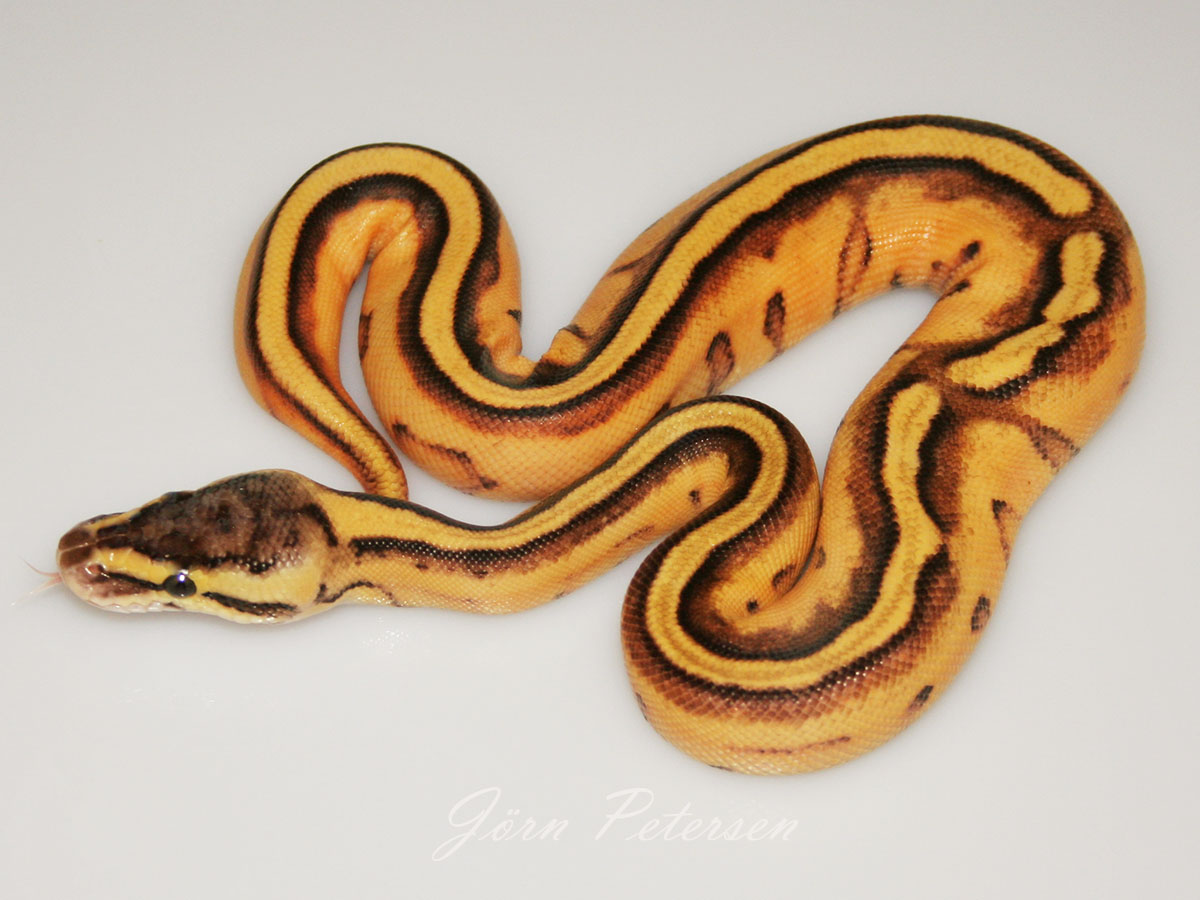 Enchi Genetic Stripe Pastel Yellow Belly