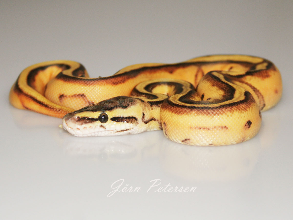 Enchi Genetic Stripe Pastel Yellow Belly