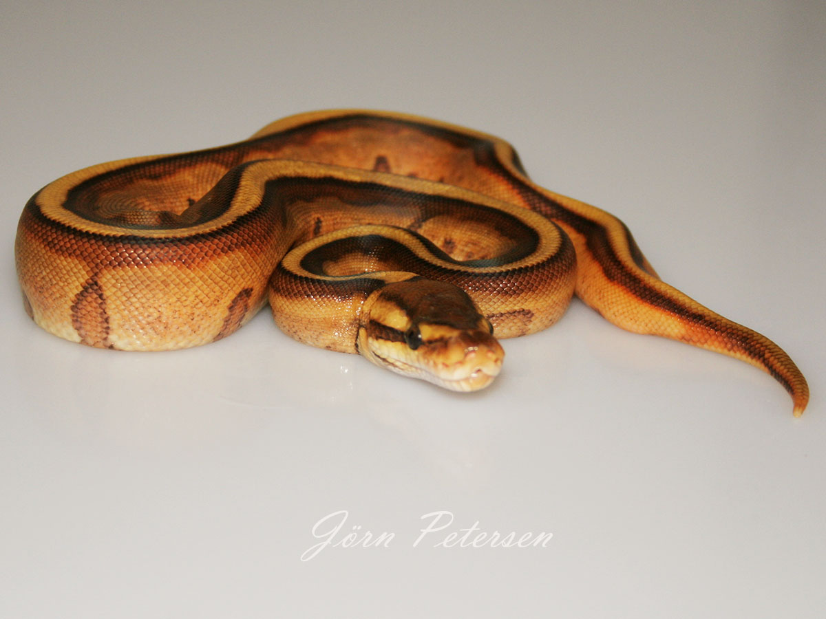 Enchi Genetic Stripe Yellow Belly