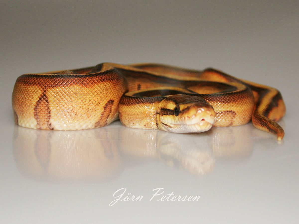 Enchi Genetic Stripe Yellow Belly