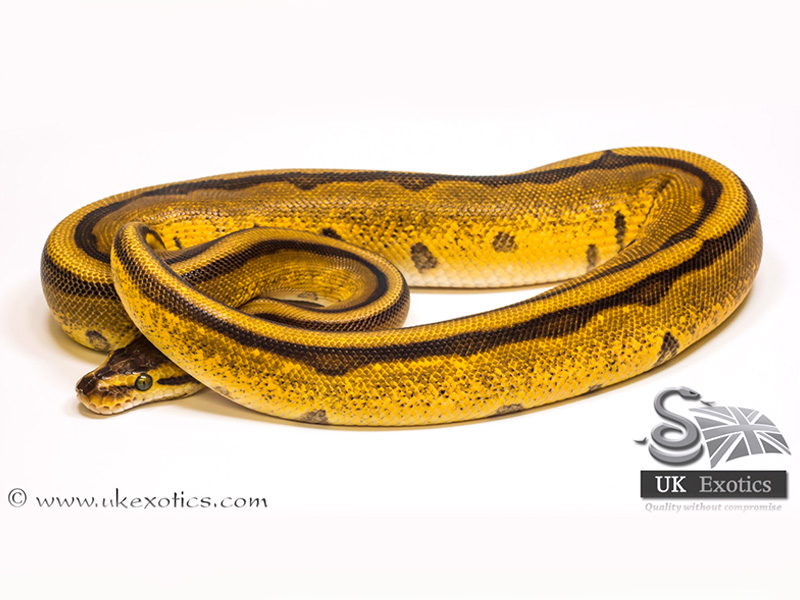 Enchi Genetic Stripe