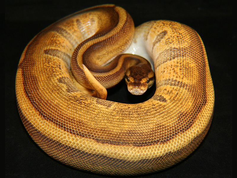 Enchi Genetic Stripe