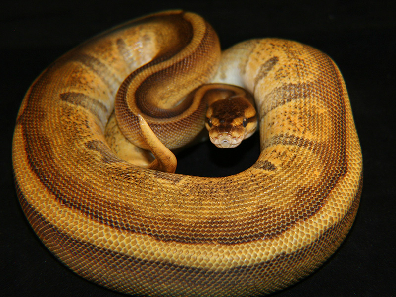 Enchi Genetic Stripe