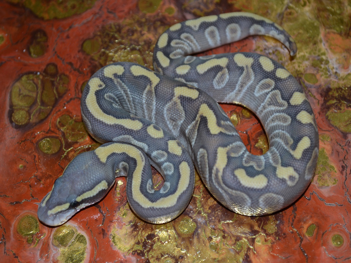 Enchi Ghi Ghost Mojave. 