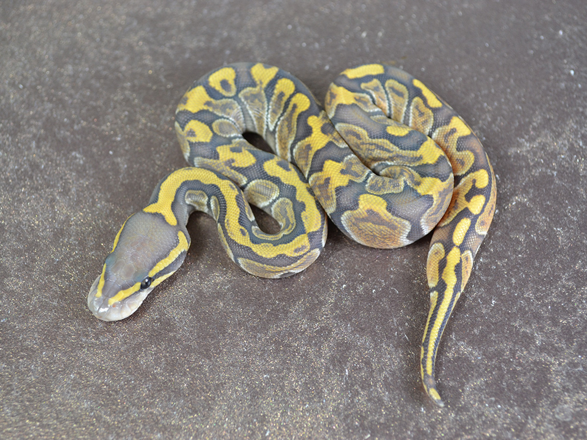 Ball Pythons For Sale. 