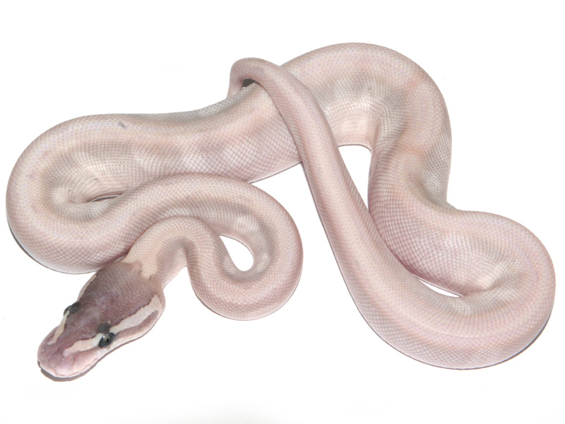 Enchi Ghi Granite Hidden Gene Woma Lesser Pastel