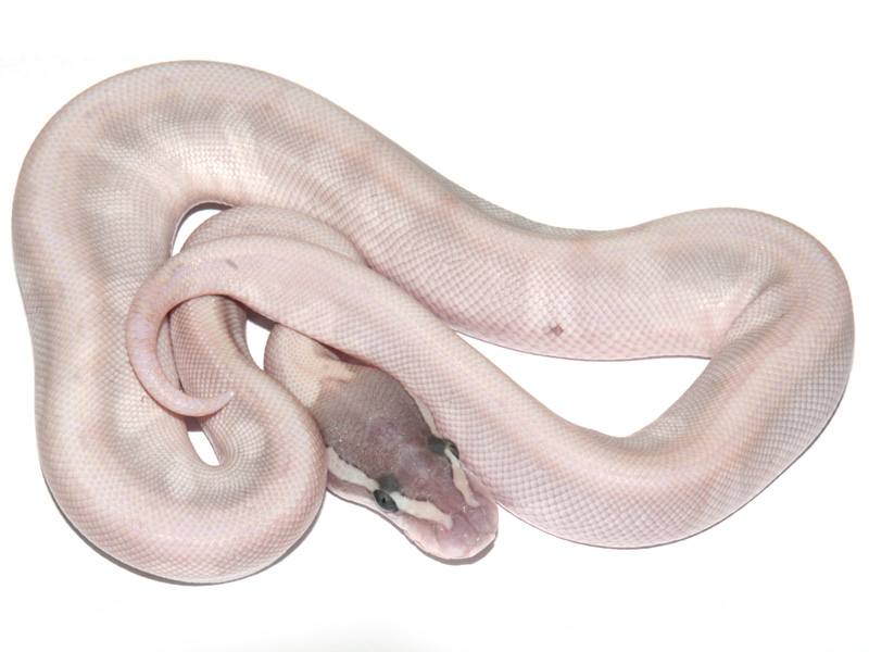 Enchi Ghi Granite Hidden Gene Woma Lesser Pastel