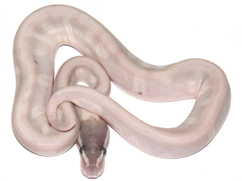 Enchi Ghi Granite Hidden Gene Woma Lesser Pastel