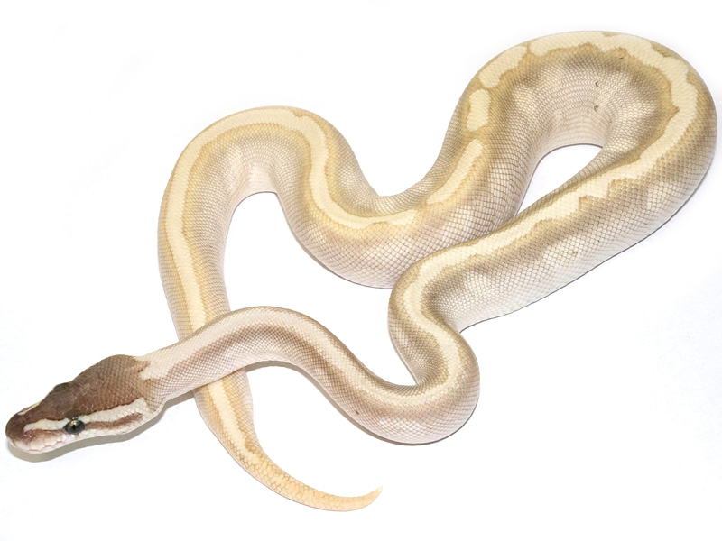 Enchi Ghi Granite Hidden Gene Woma Lesser Pastel