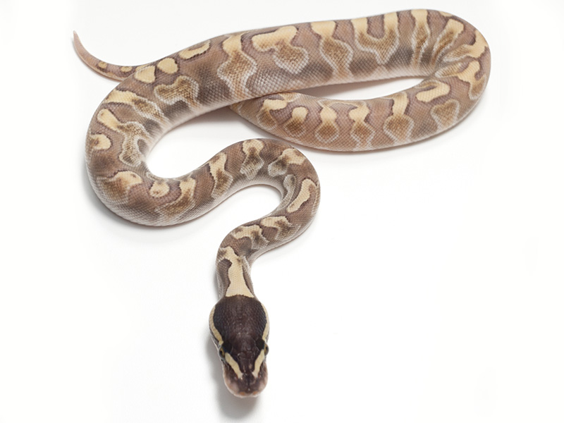 Enchi Ghi Lesser