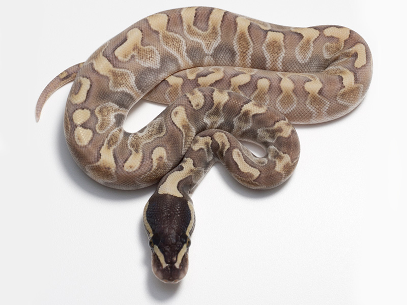 Enchi Ghi Lesser