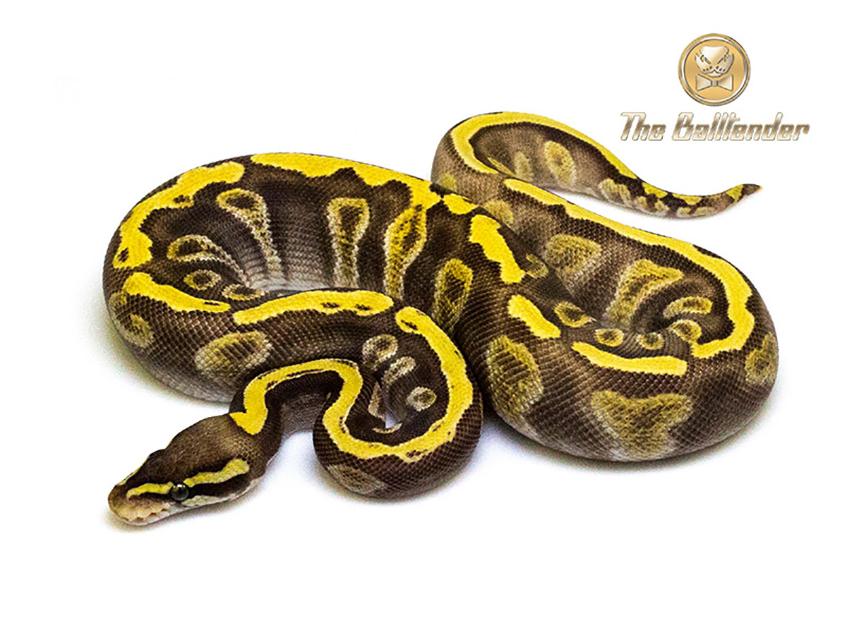 Enchi Ghi Mojave Pastel