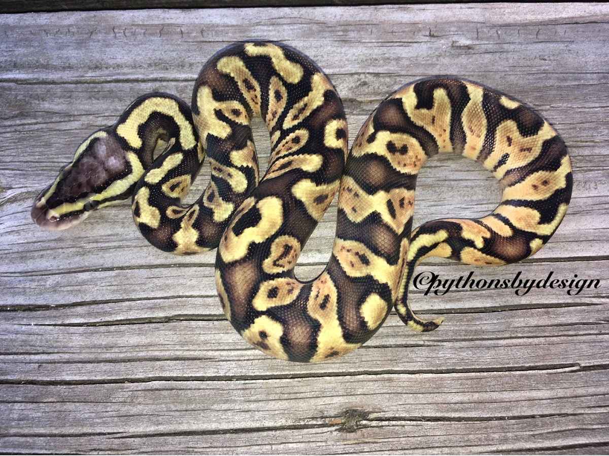 Enchi Ghi Pastel