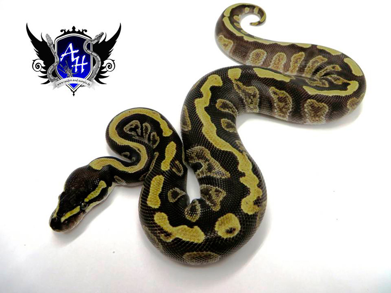 Enchi Ghi Phantom