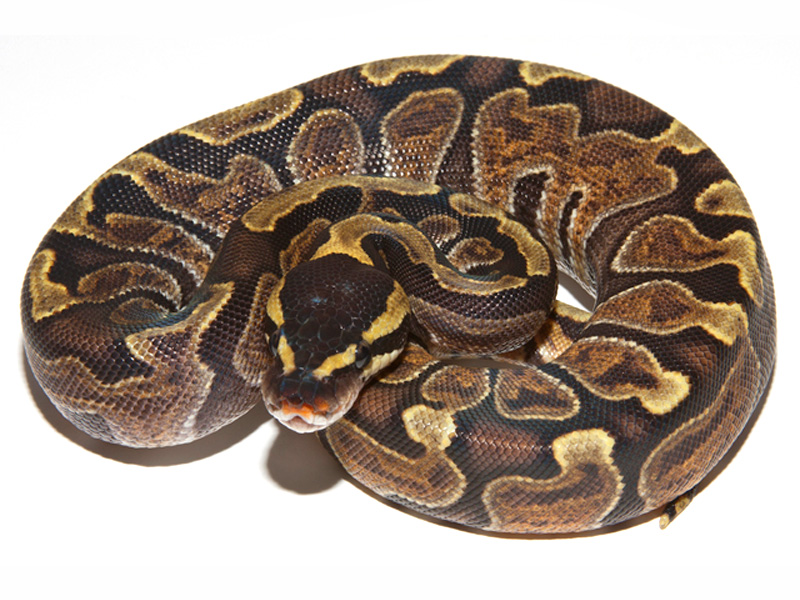 Enchi Ghi - Morph List - World of Ball Pythons