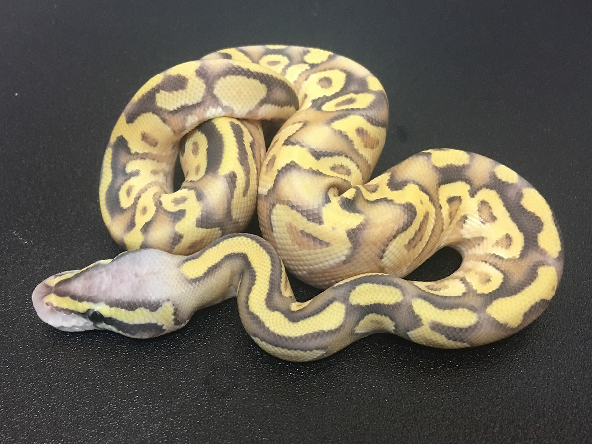 Enchi Ghost Mojave Pastel Vanilla