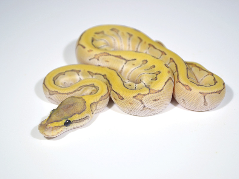 Enchi Ghost Mojave Pinstripe