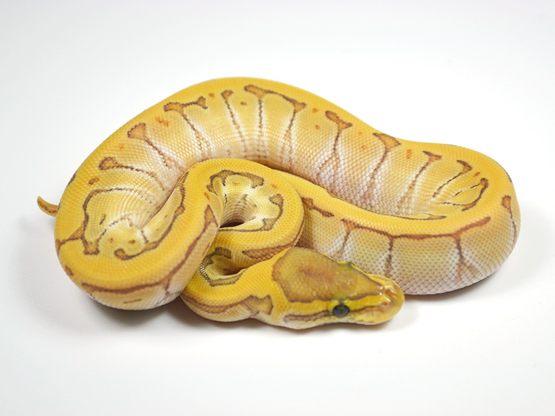 Enchi Ghost Mojave Pinstripe