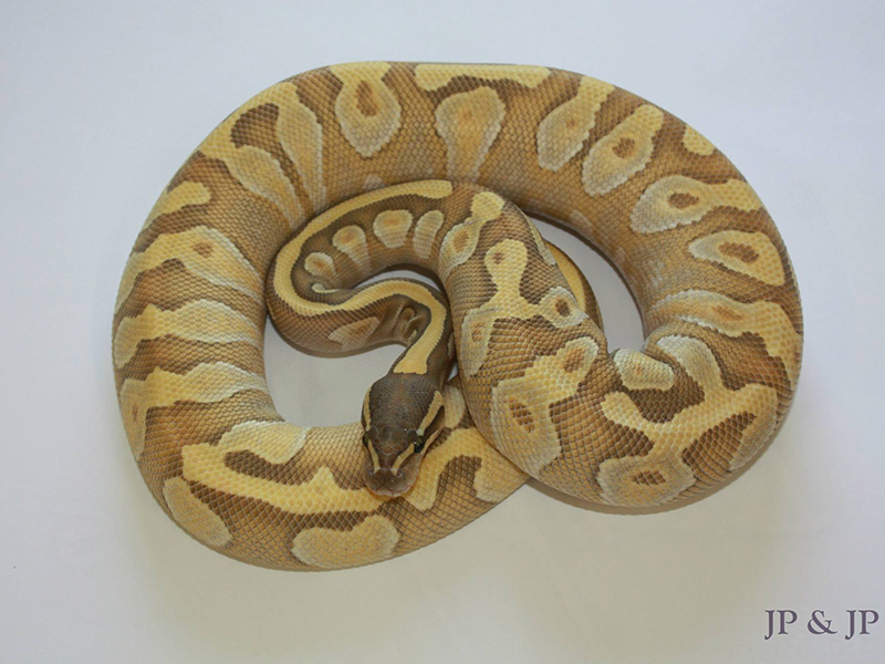 Enchi Ghost Mojave