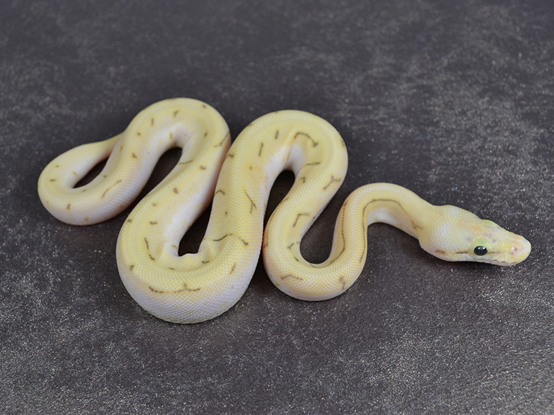 Enchi Ghost Pastel Pinstripe Spider Morph List World of Ball Pythons