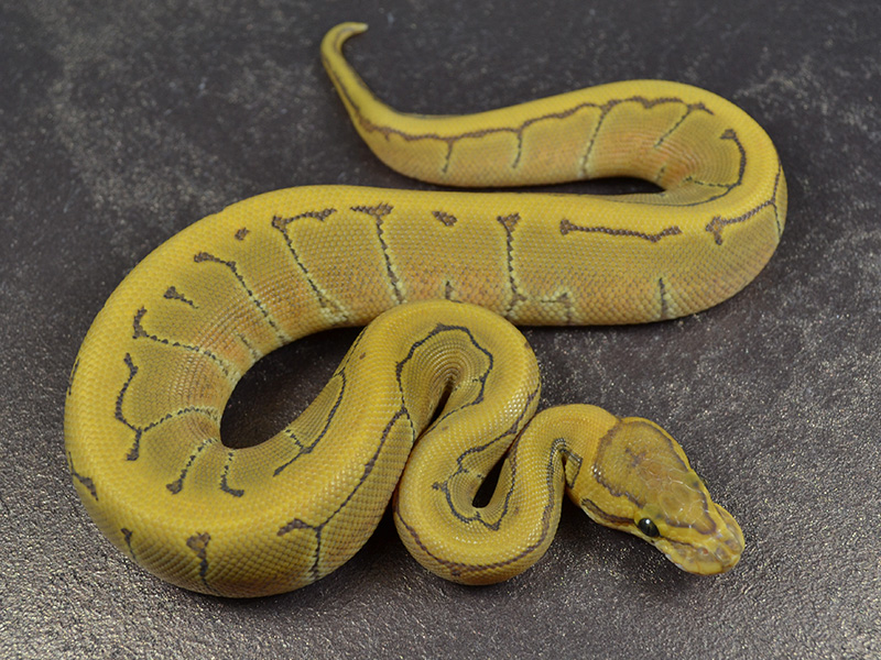 Enchi Ghost Pinstripe