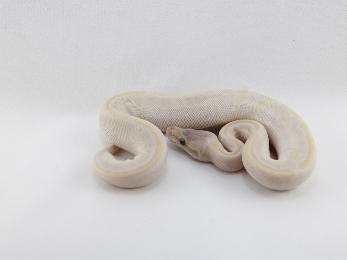 Enchi Goldblush Mocha Phantom