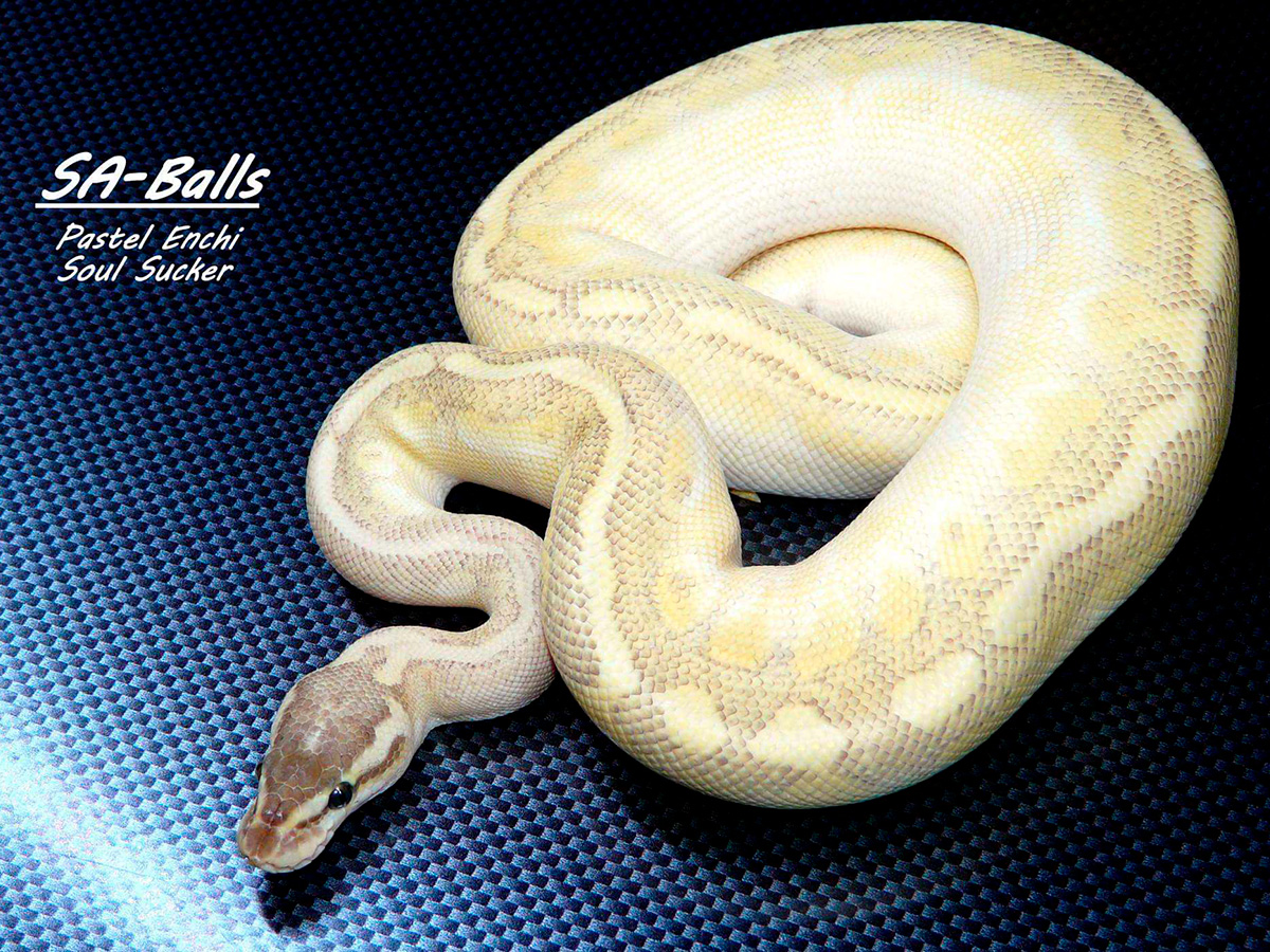 Enchi Granite Hidden Gene Woma Lesser Pastel