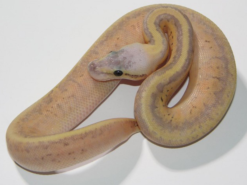 Enchi Granite Hidden Gene Woma Pinstripe Super Pastel