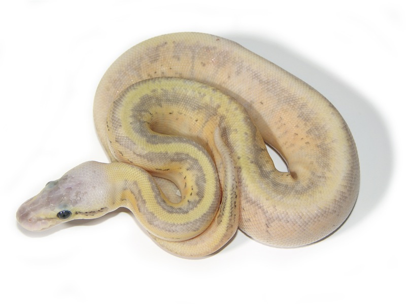 Enchi Granite Hidden Gene Woma Pinstripe Super Pastel