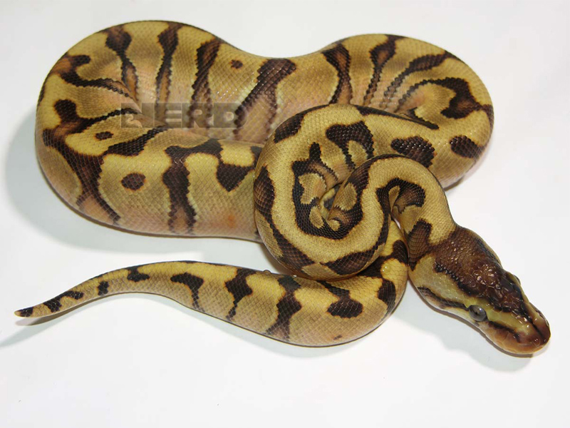 Enchi Granite Hidden Gene Woma Yellow Belly