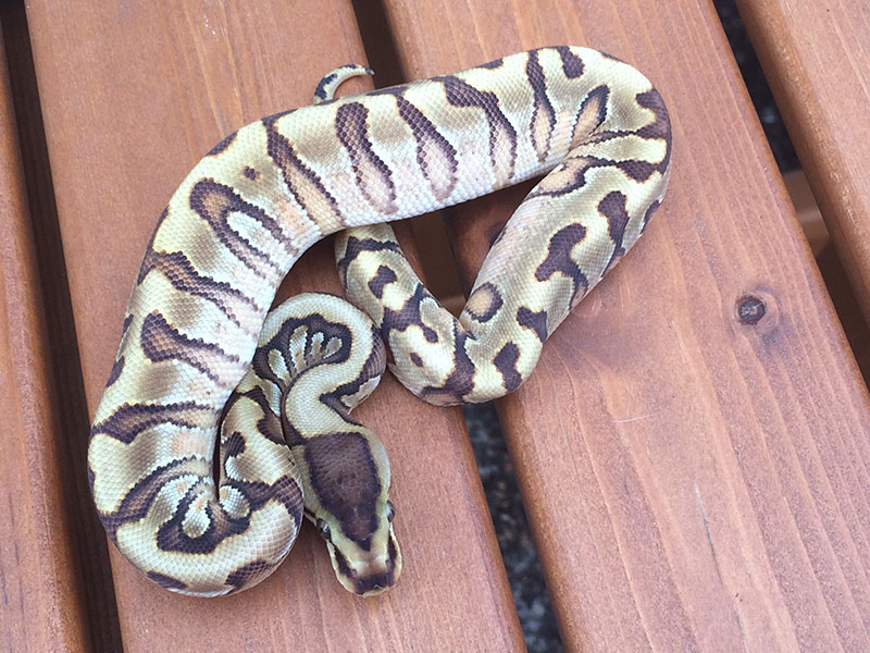 Enchi Granite Hidden Gene Woma Yellow Belly