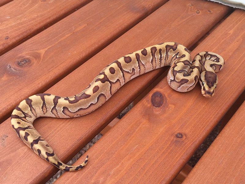 Enchi Granite Hidden Gene Woma Yellow Belly