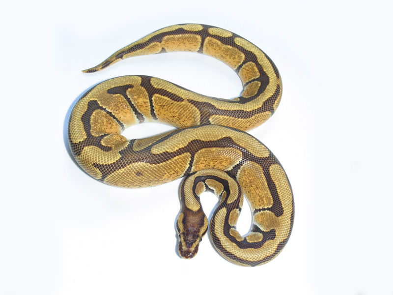 Enchi Harlequin