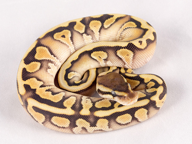 Enchi Hidden Gene Woma Mojave Yellow Belly