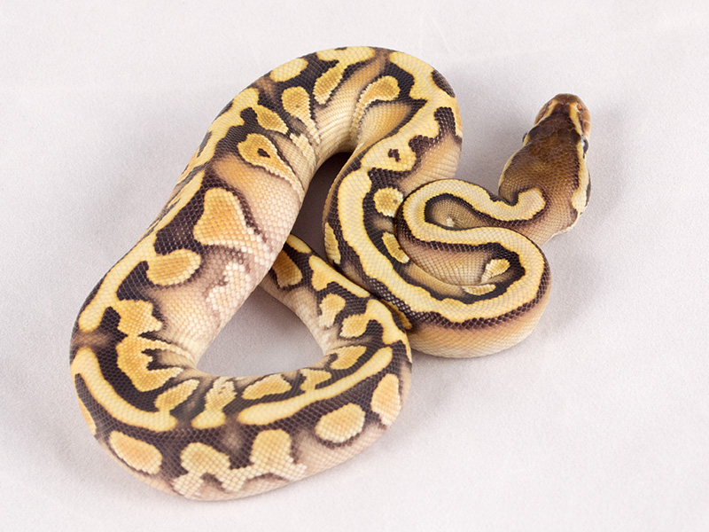 Enchi Hidden Gene Woma Mojave Yellow Belly