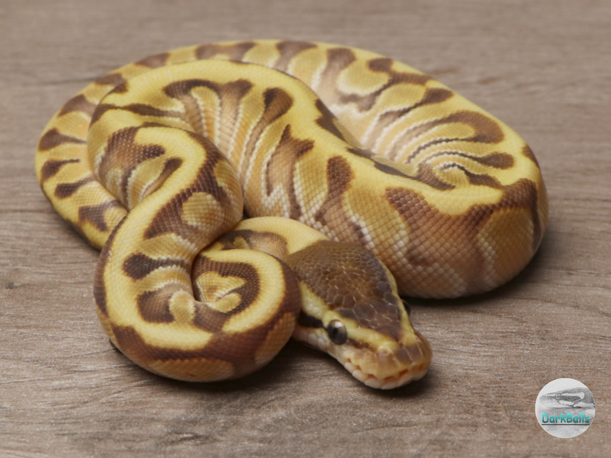 Enchi Hidden Gene Woma Phantom