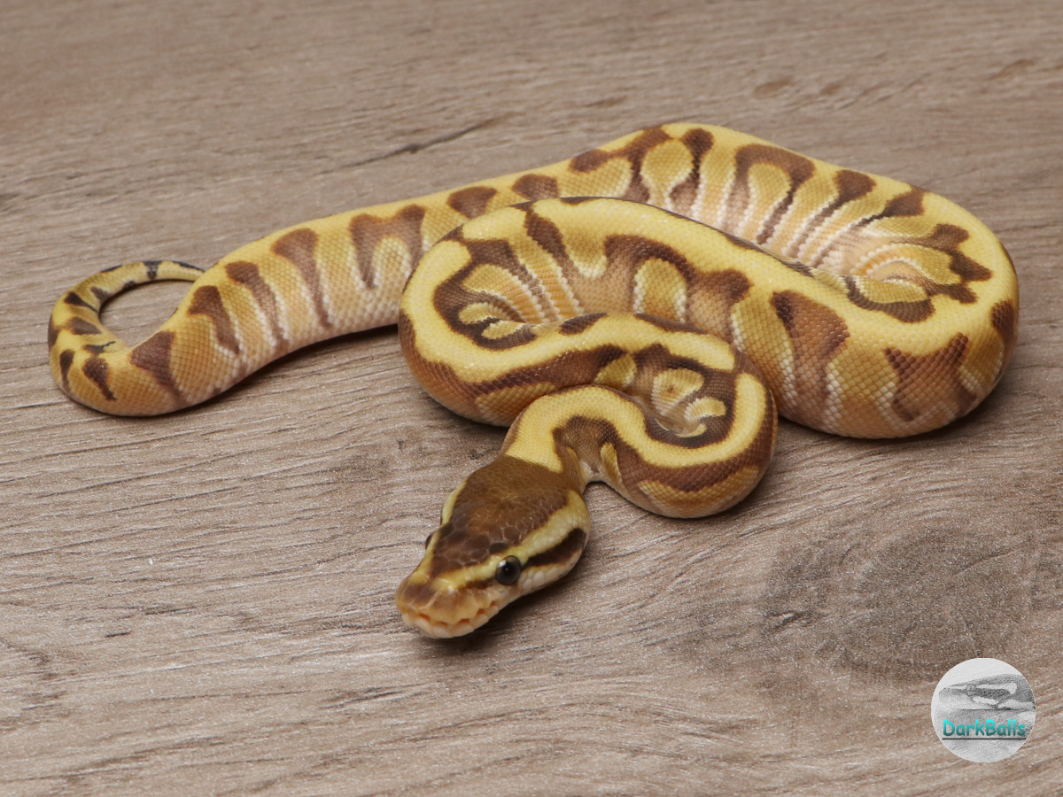 Enchi Hidden Gene Woma Phantom