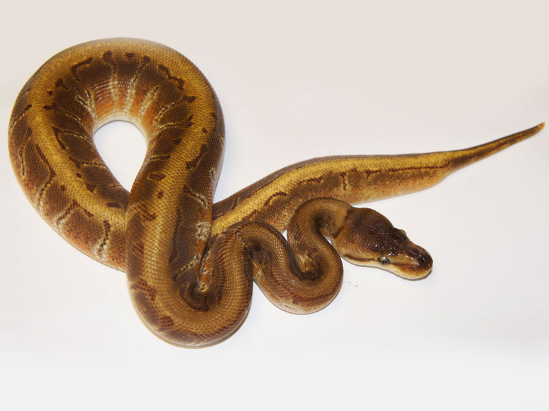 Enchi Hidden Gene Woma Pinstripe