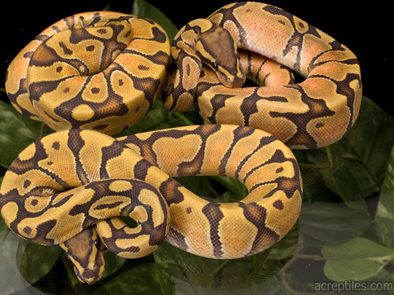 Enchi Hypo