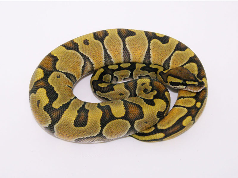 Enchi Hypo