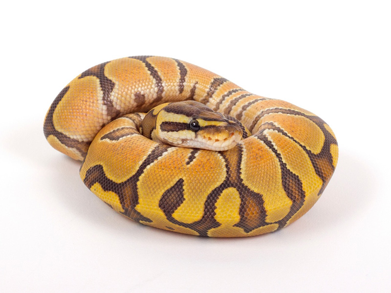 Enchi Hypo