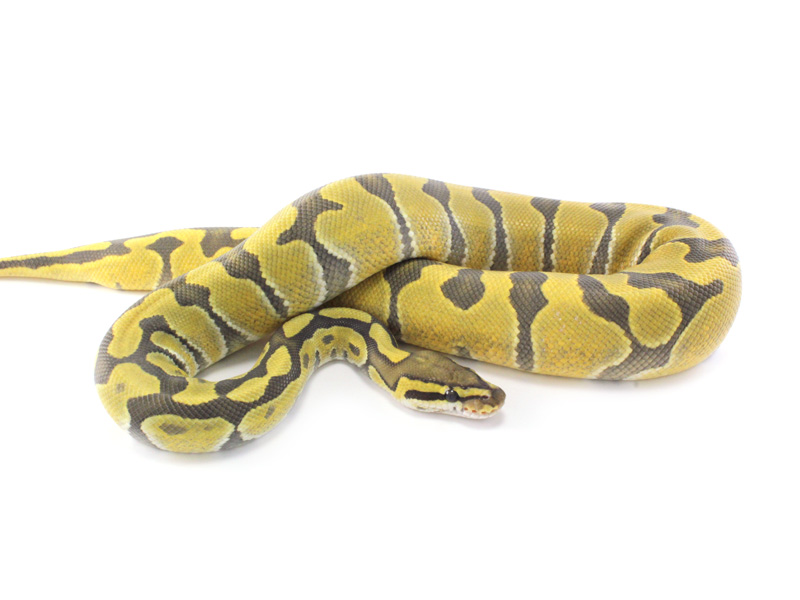 Enchi Hypo