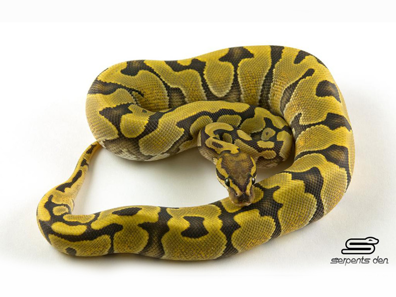 Enchi Hypo