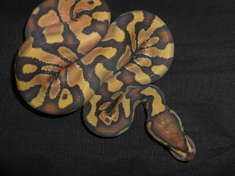 Enchi Hypo